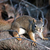 American Red Squirrel