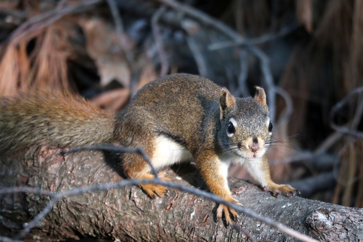 American Red Squirrel