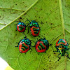 Lychee Shield Bug Nymph  (Chrysocoris Stolli)