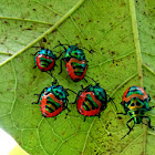 Lychee Shield Bug Nymph  (Chrysocoris Stolli)