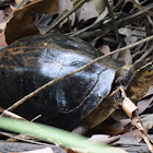 Malayan Box Turtle