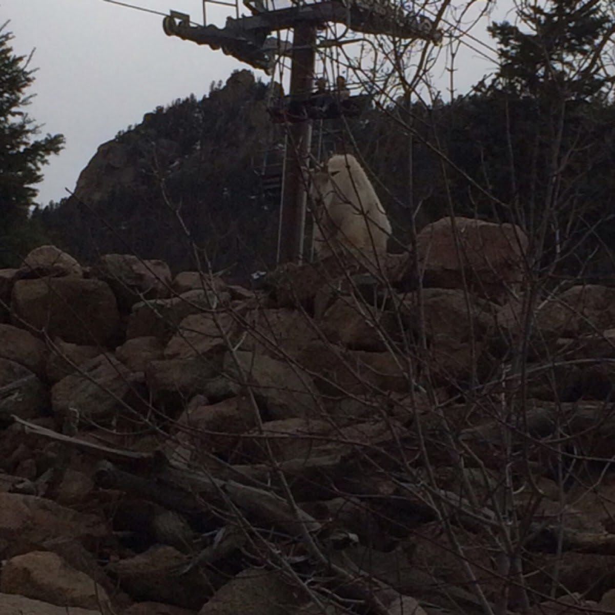 Mountain goat