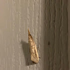 Unknown moth