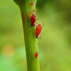 The Aphid Family
