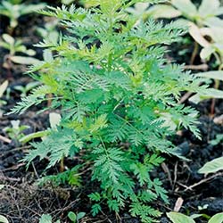 Artemisia annua L. (ASTERACEAE) by Scamperdale is licensed under CC BY-NC 2.0