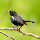 Indian robin- Male