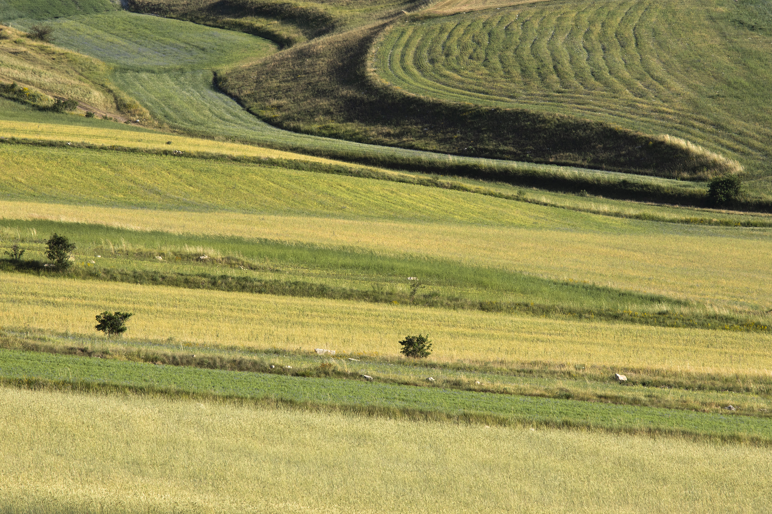 Piana castelluccio di Norcia di Maria-Angela