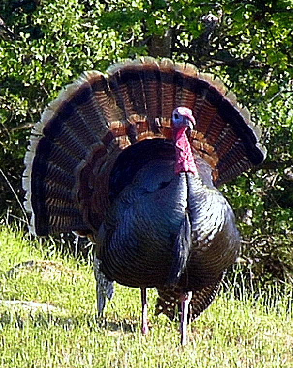 Wild Turkey