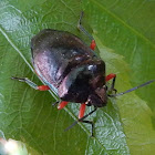 Shield Bug