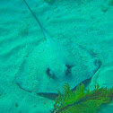 Southern Stingray