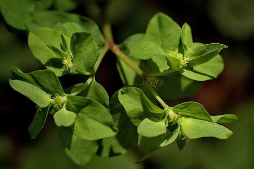 Euphorbia peplus