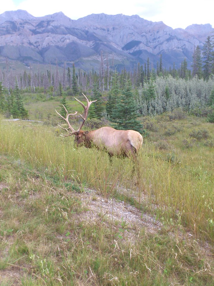 Elk