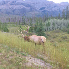 Elk