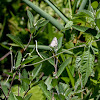 Common Checkered-Skipper