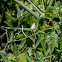 Common Checkered-Skipper