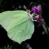 Common Brimstone, Limonera