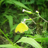 Common Grass Yellow