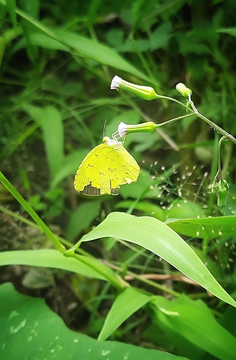 Common Grass Yellow