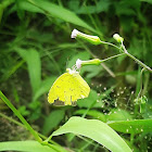 Common Grass Yellow