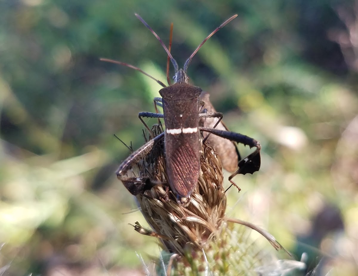 Eastern leaf-footed bug