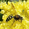 Weevil Wasp