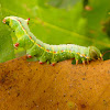 Coxcomb prominent caterpillar