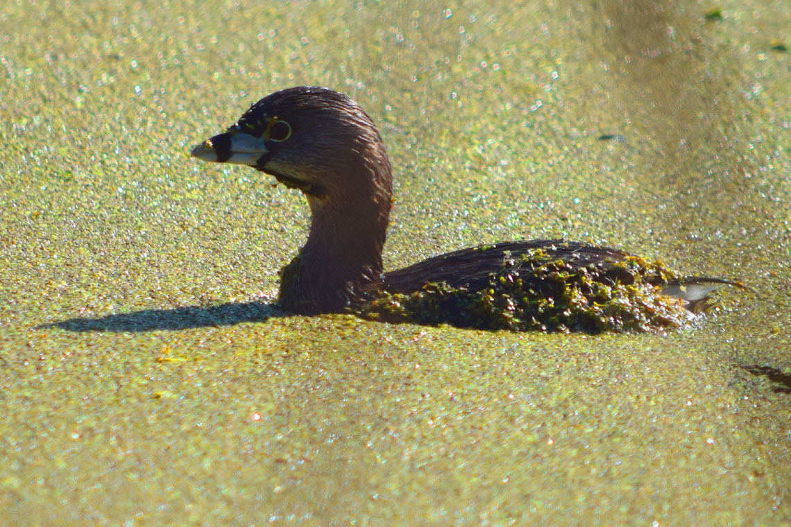 Pied-billed Grebe