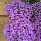 Cineraria