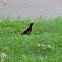 white vented myna