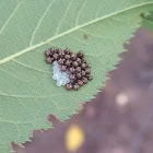 Brown Marmorated Stink Bug eggs & hatchlings