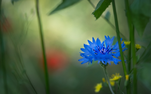 Cornflower flower blue flower
