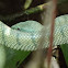 Wagler's Pit Viper