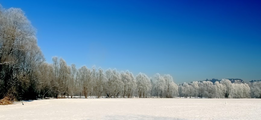 PASSEGGIATA SOTTO GLI ALBERI CON CORVO di FZATOX