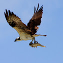 Osprey