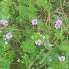 Dove's-foot Cranesbill