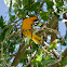 Bullock's Oriole