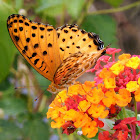 Indian Fritillary