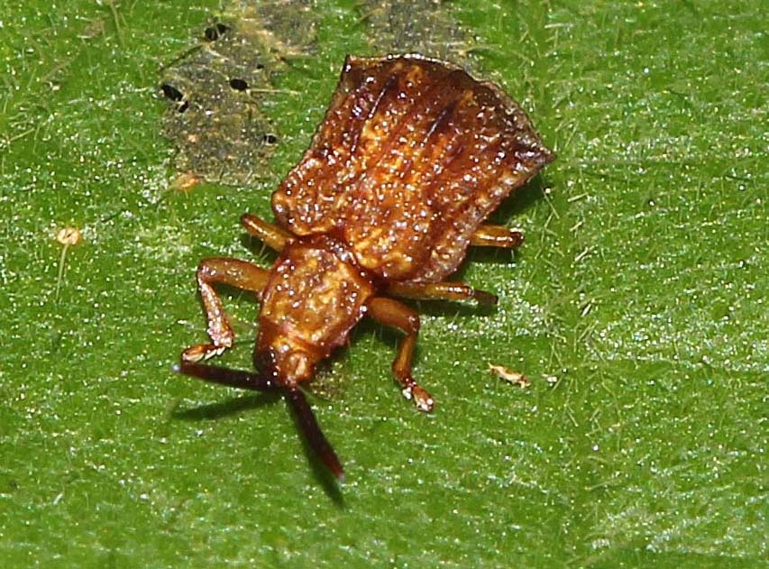 Leaf Miner Beetle