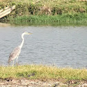 Grey heron