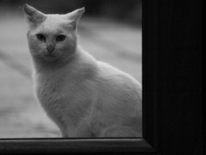The white cat di Dario Pace