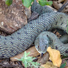 Iberian Grass Snake