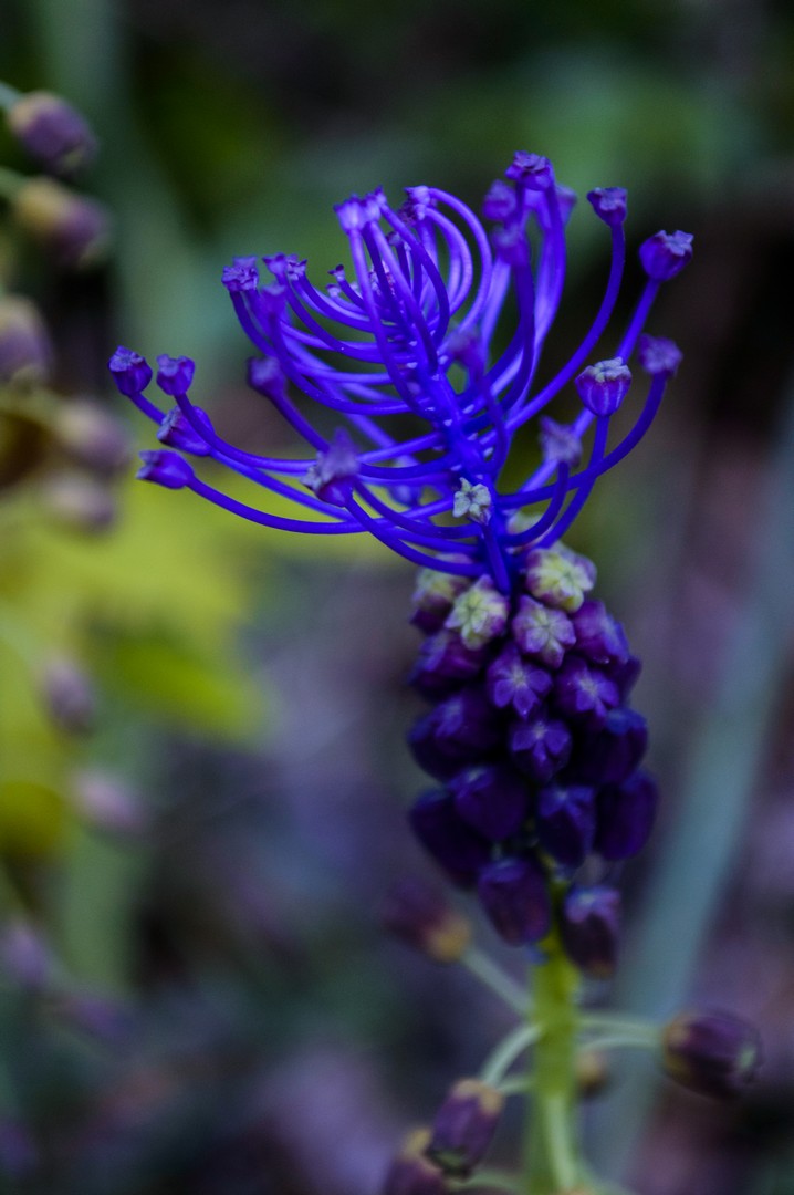 Purple tentacles di Carlo Salvato