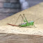 Grasshopper