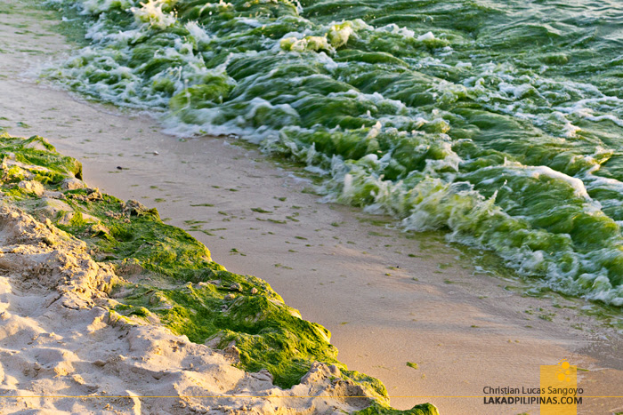 Boracay White Beach Algae