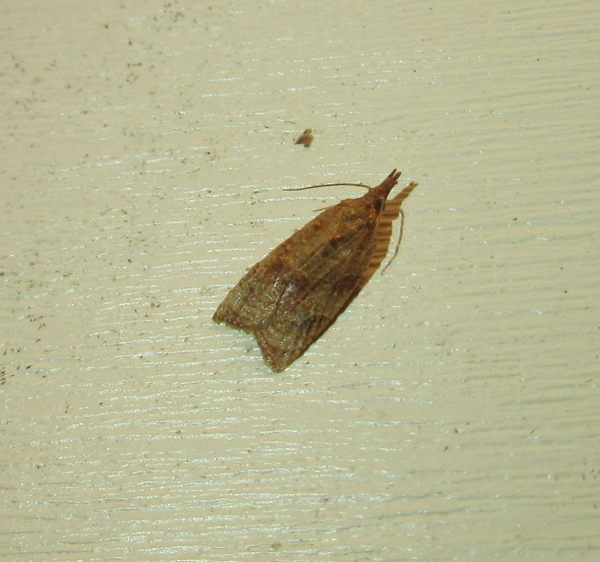 Tufted Apple Bud Moth