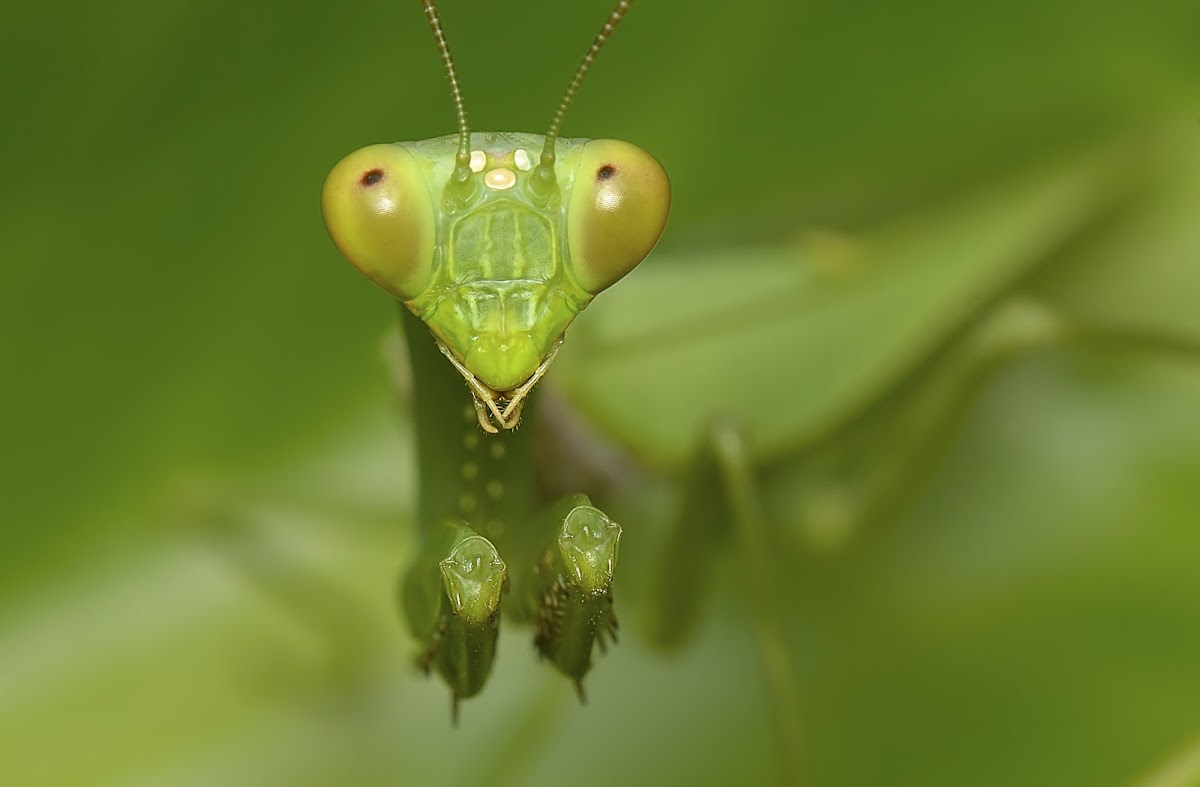 European mantis