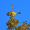 Eurasian Blue Tit