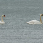 Mute Swan