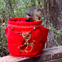 Red Squirrel