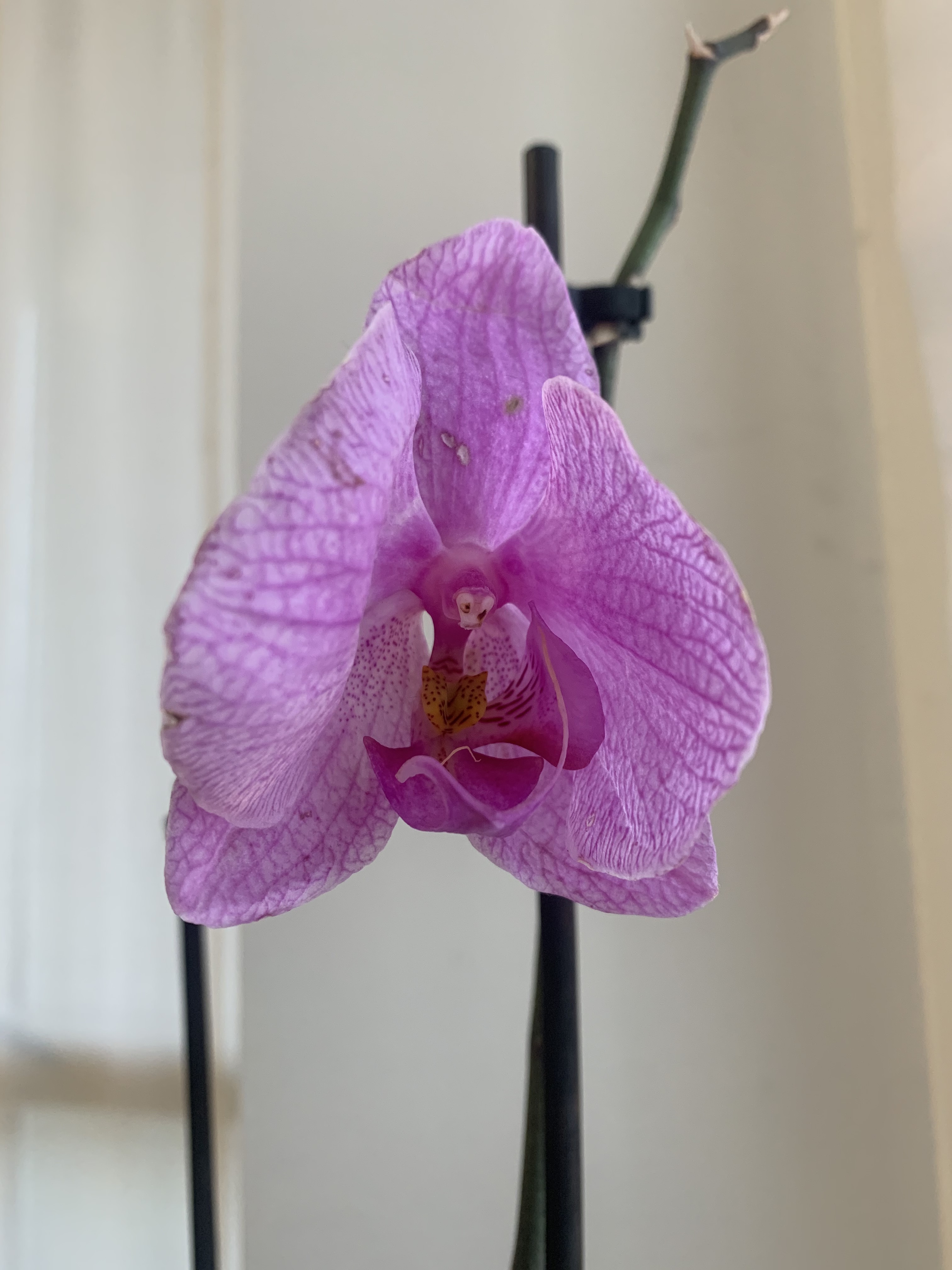 orchidea rosa di camiiviscontii